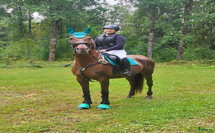  hästar i Ljung - Annons 4