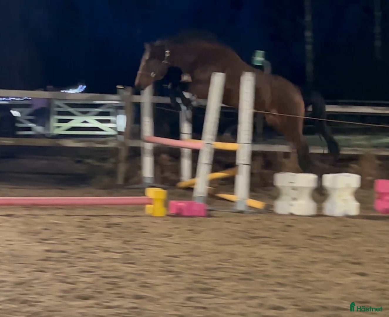  hästar Swb/newforest Svenskfödd D-ponny  - Annons 1