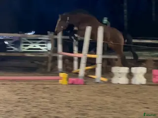 hästar Swb/newforest Svenskfödd D-ponny - Annons 1