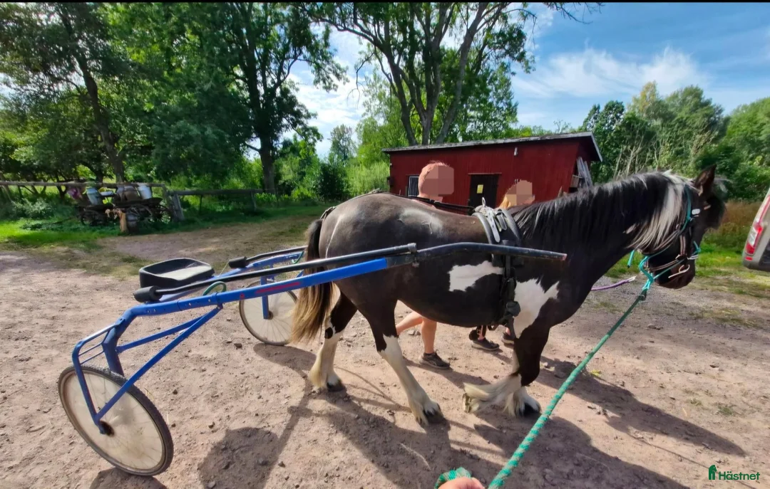 Allround hästar till salu: Cool tjej och bästis - Annons 2