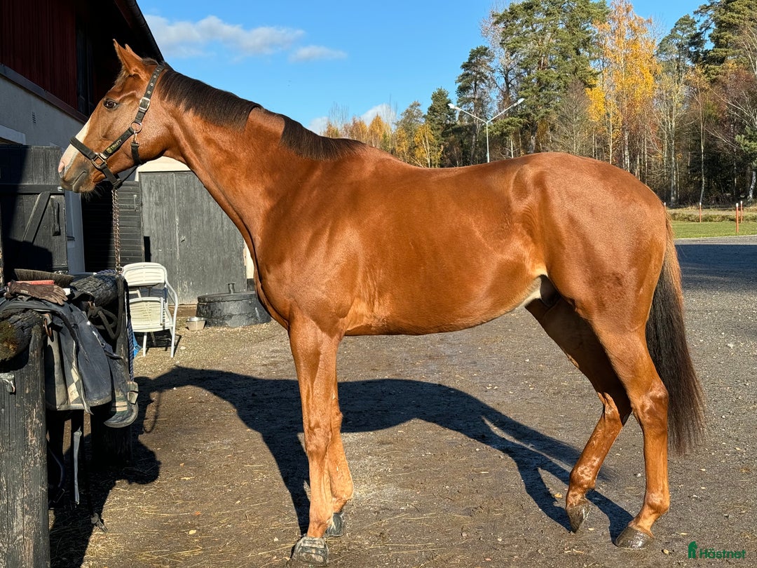 Allround hästar till salu: Hobby häst med personlighet i Örebro - Annons 4