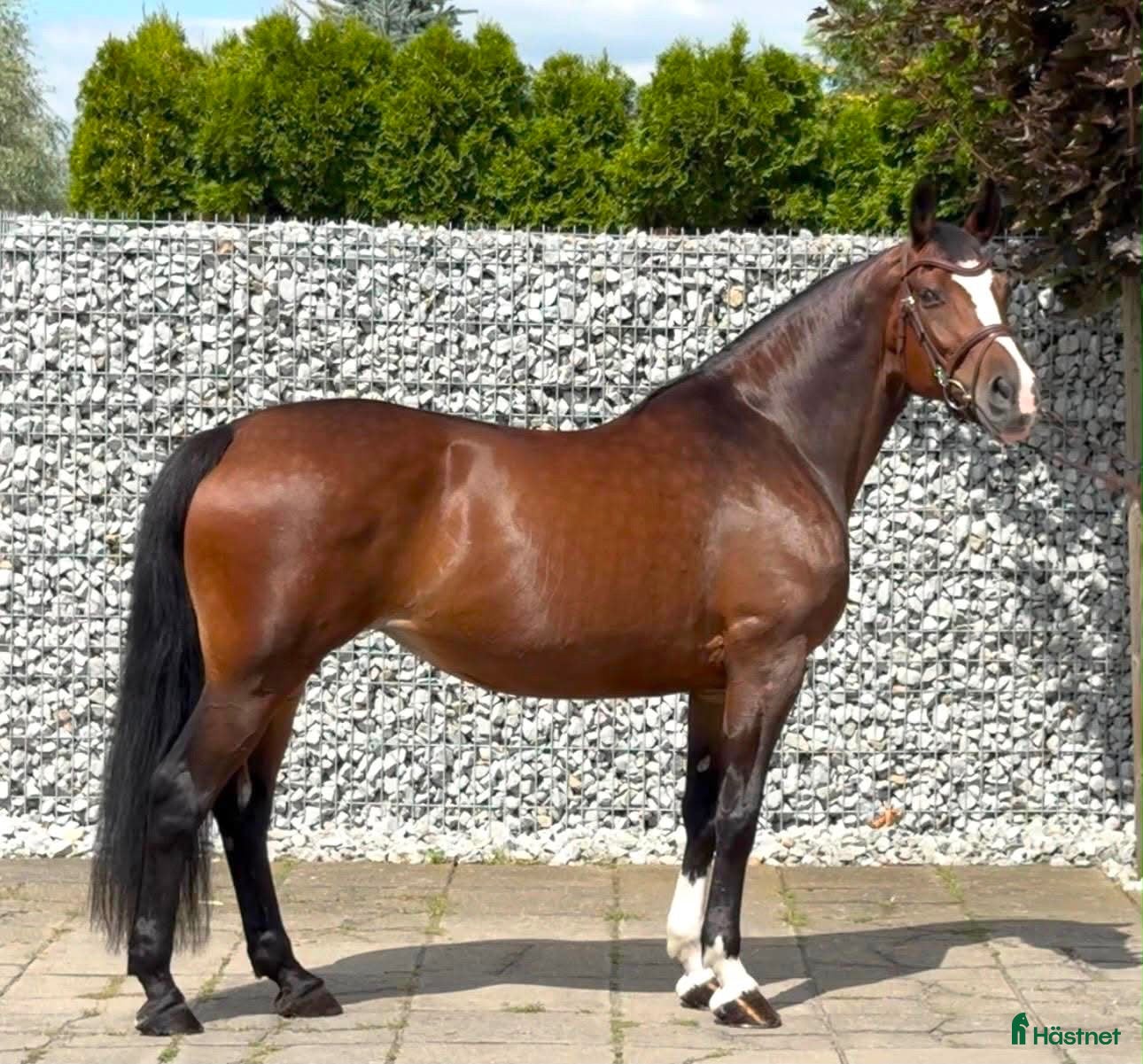  hästar Mila – 10-Year-Old Beautiful Versatile Family Mare - Annons 12