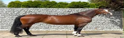 Allround hästar till salu: Mila – 10-Year-Old Beautiful Versatile Family Mare - Annons 1