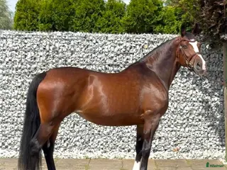 hästar Mila – 10-Year-Old Beautiful Versatile Family Mare - Annons 12