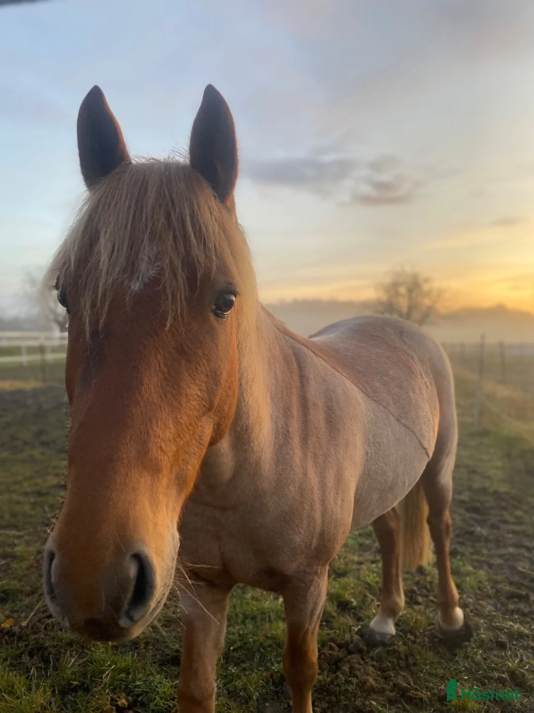 Allround hästar till salu: Charmigaste stjärnan🌟 i Norsholm - Annons 1