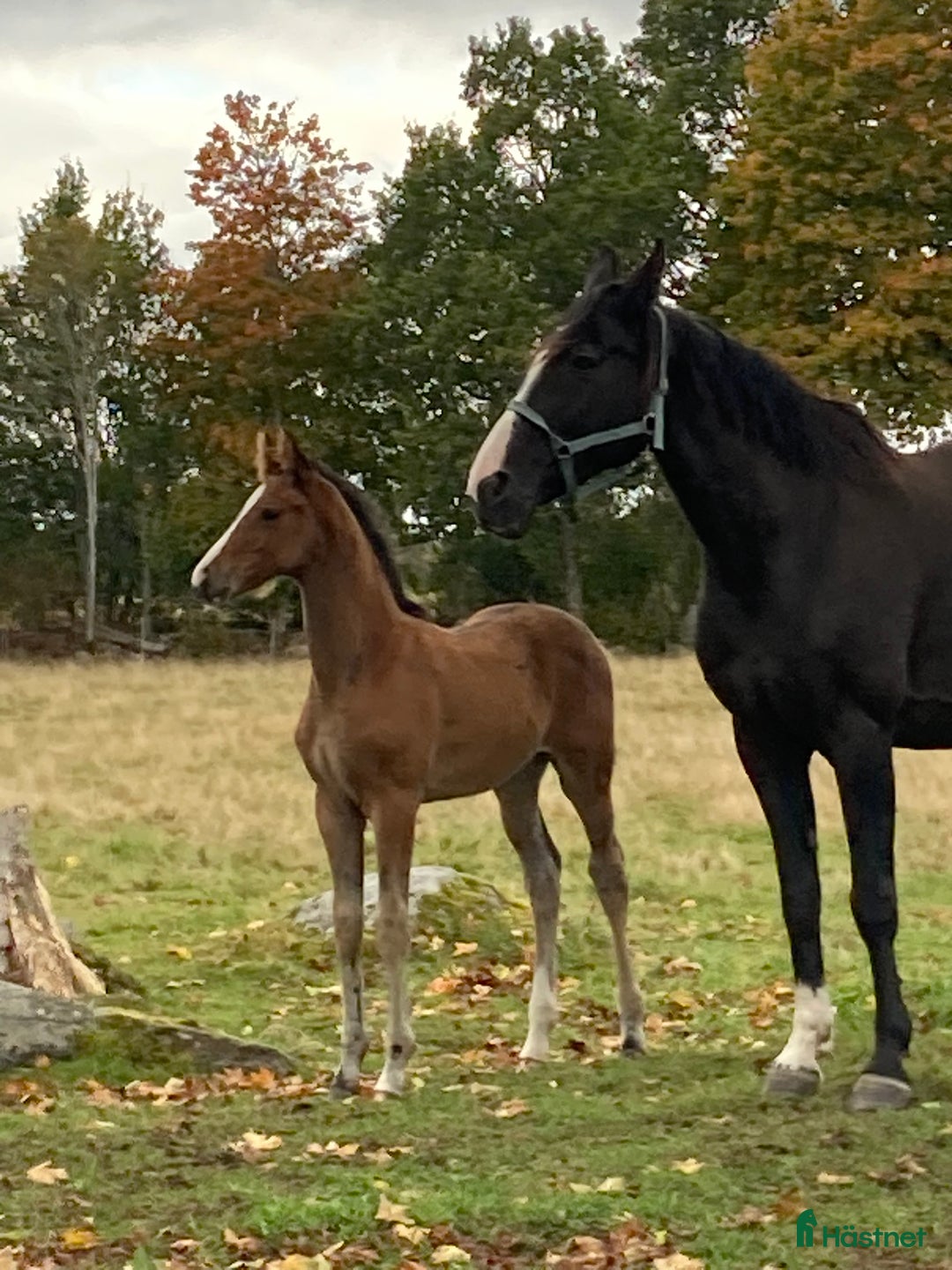 Hoppning hästar till salu: Toppstammade föl i Ljungby - Annons 1