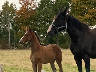 hästar Toppstammade föl i Ljungby - Annons 3