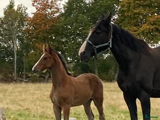 hästar Toppstammade föl i Ljungby - Annons 3