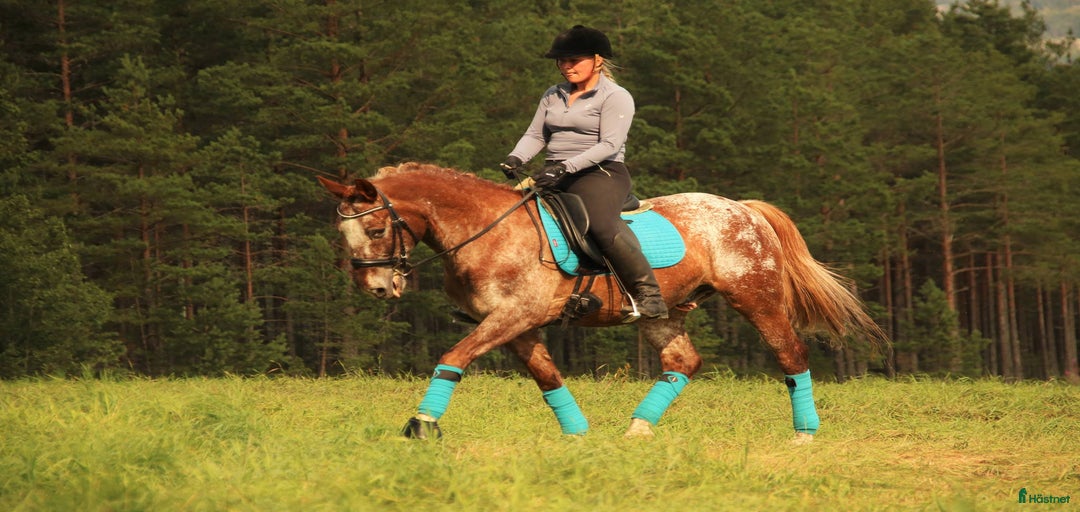 Galleribild {{count}}