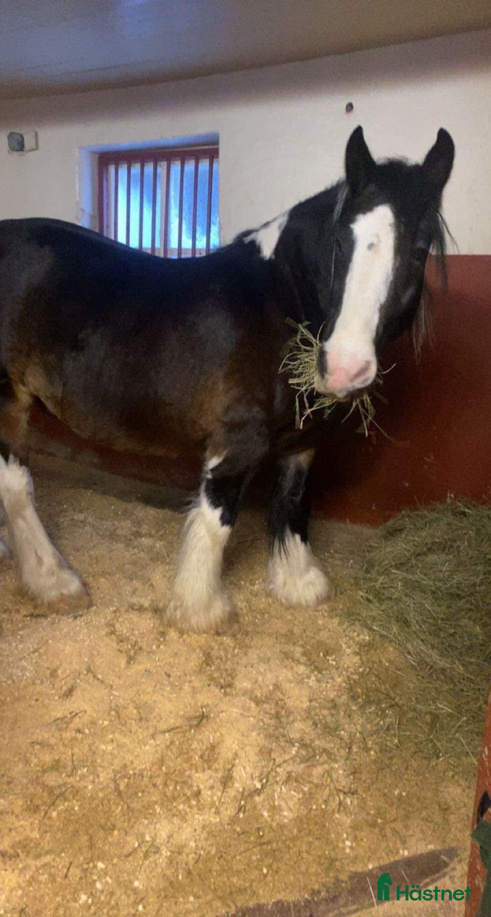  hästar Skogsmulle i Fagersta - Annons 14