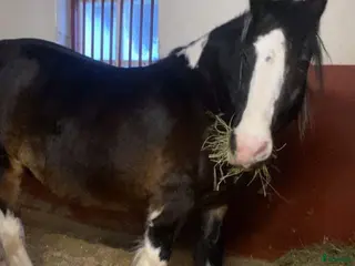 hästar Skogsmulle i Fagersta - Annons 14