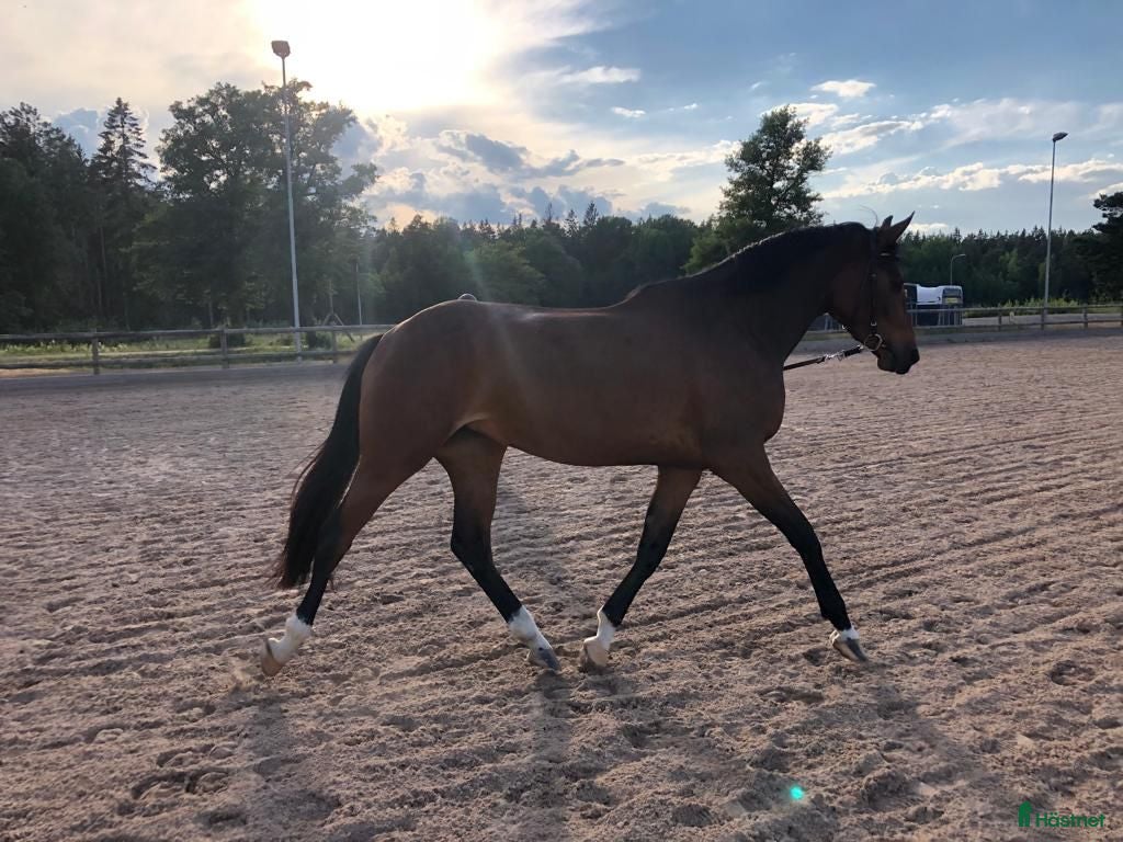  hästar Avelssto Diarado - Heartbeat i Sundbyberg - Annons 1