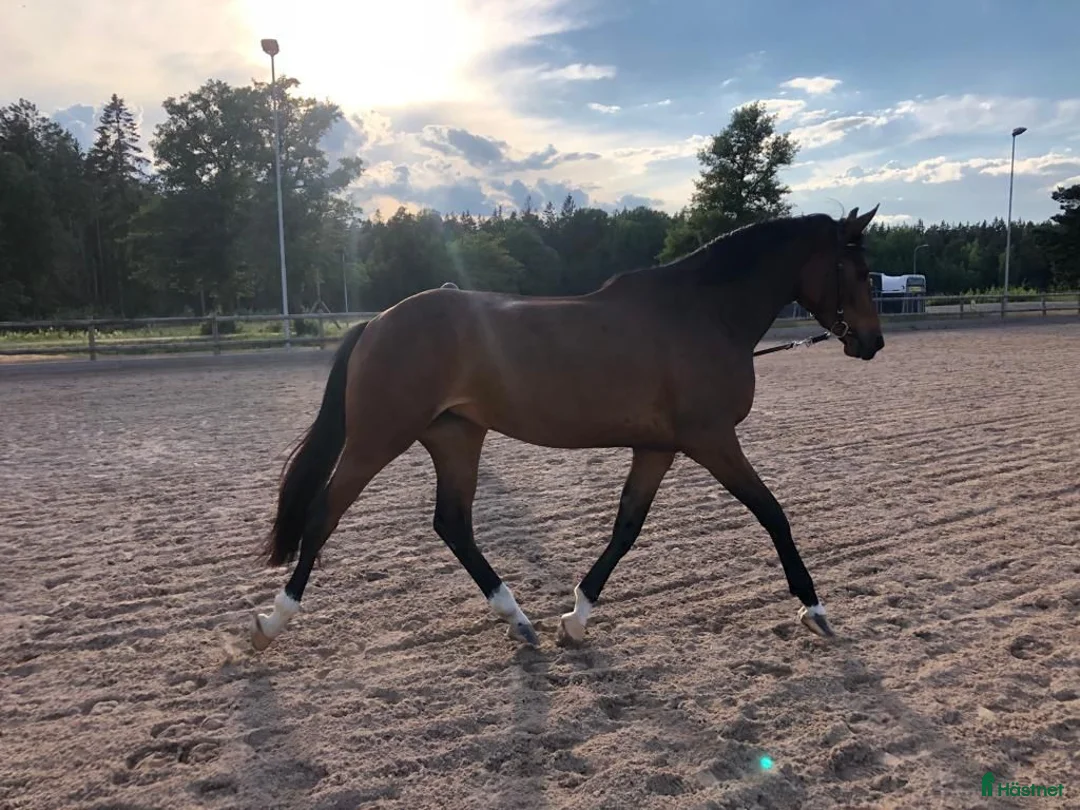Avelshästar hästar till salu: Avelssto Diarado - Heartbeat i Sundbyberg - Annons 1