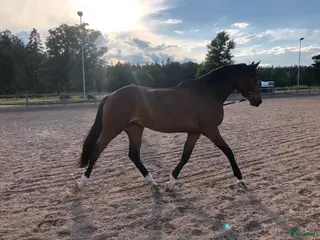 hästar Avelssto Diarado - Heartbeat i Sundbyberg - Annons 1