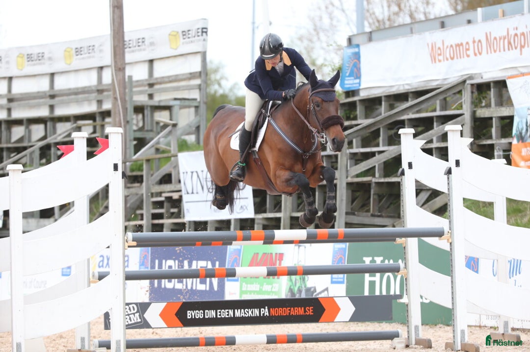 Avelshästar hästar till salu: Dräktigt hoppsto med meriterat möderne i Mölnbo - Annons 1