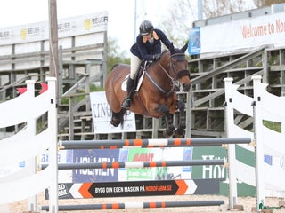 hästar Dräktigt hoppsto med meriterat möderne i Mölnbo - Annons 1