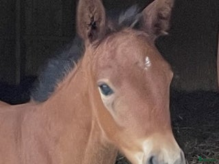 hästar i Fagersta - Annons 4