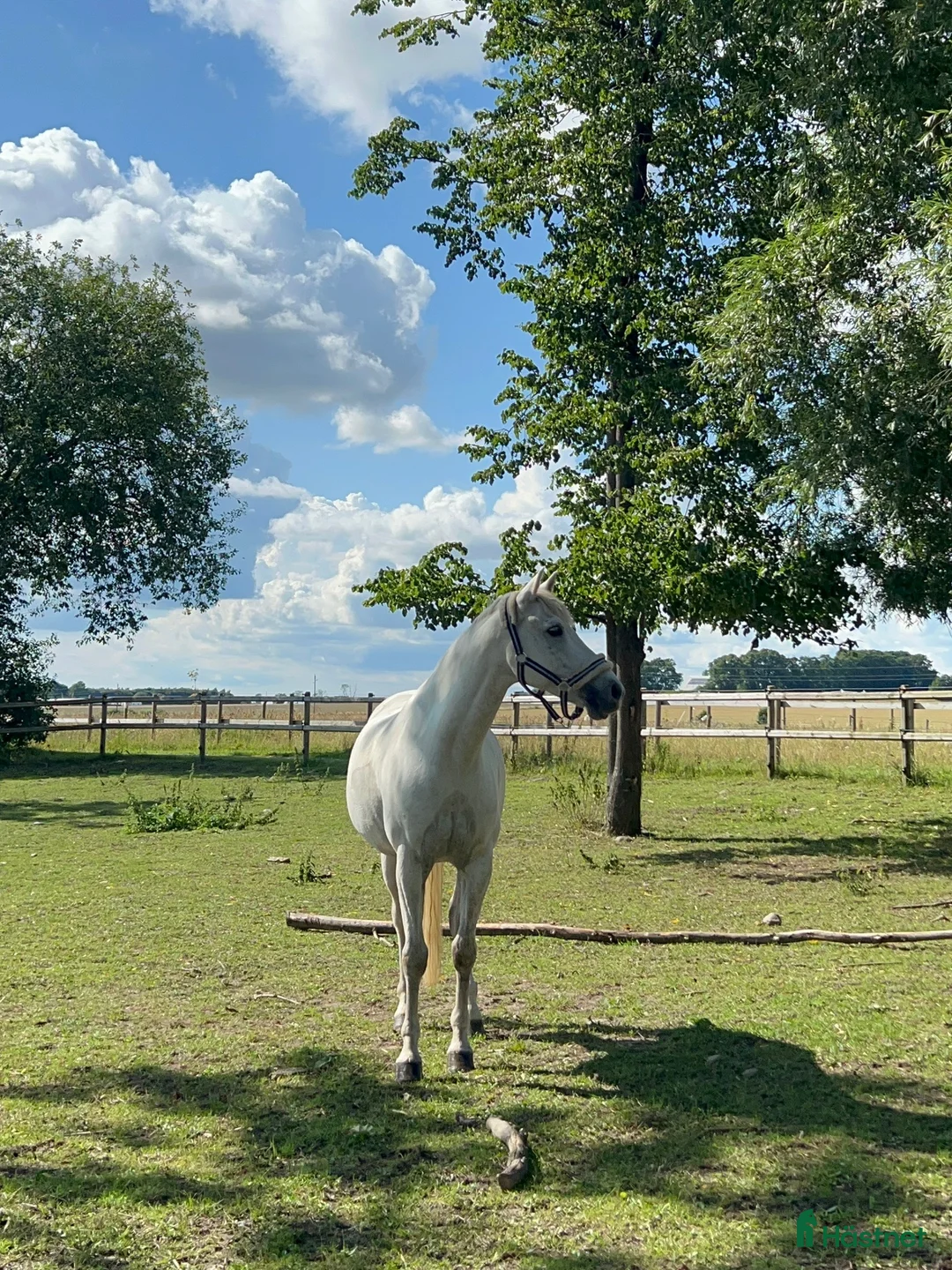 Dressyr hästar till salu: Dubbeltalang med utstrålning - Annons 10