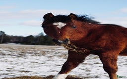 Allround hästar till salu: Charmigt hingstföl e. bruksprovvinnaren Gasque🌟 i Eskilstuna - Bild 2