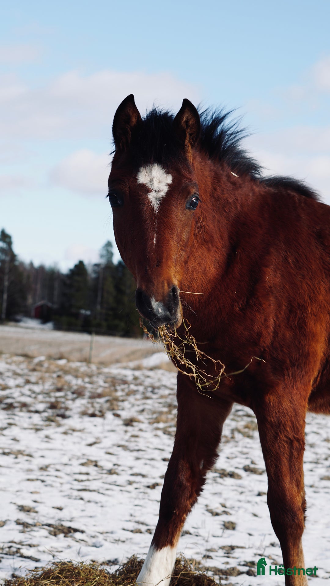 Allround hästar till salu: Charmigt hingstföl e. bruksprovvinnaren Gasque🌟 i Eskilstuna - Bild 2