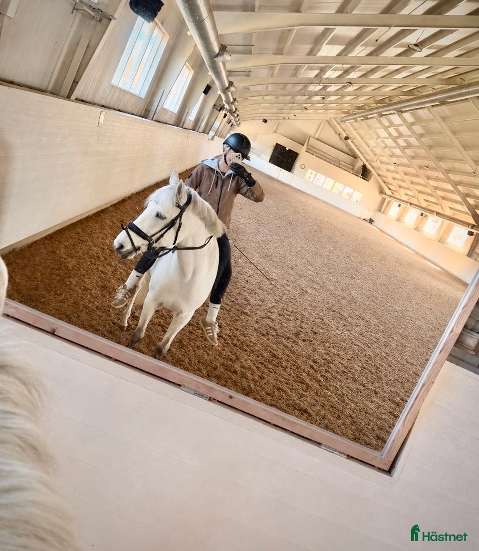  medryttarhäst sökes: JAG SÖKER MEDRYTTARHÄST - Annons 3