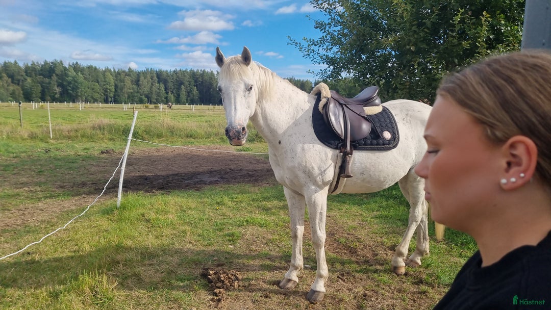  medryttarhäst finnes: Medryttare sökes  i Skövde - Annons 4