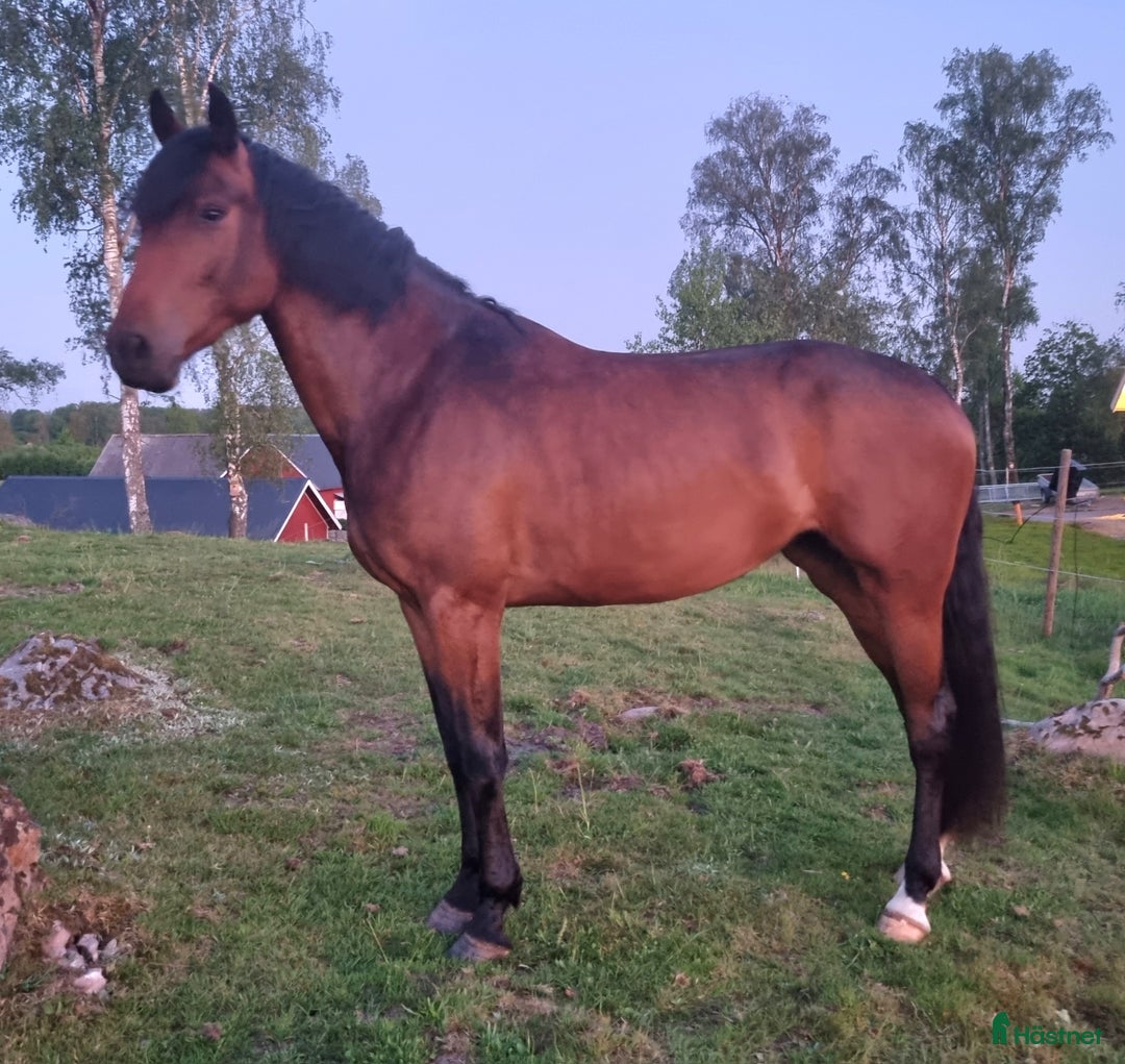 Hoppning hästar till salu: Avelsto med scoop i Vankiva - Annons 1