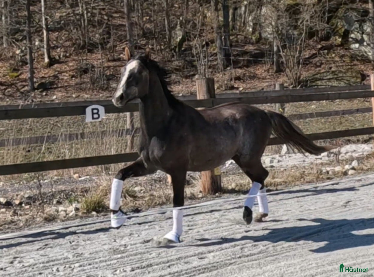  hästar Blivande stjärna  - Annons 1