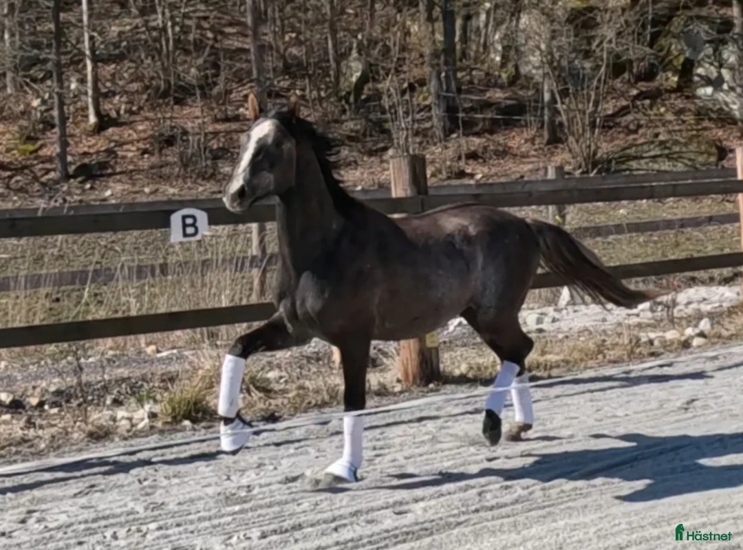 Dressyr hästar till salu: Blivande stjärna  - Annons 1
