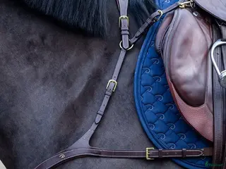 Övrig Hästutrustning hästutrustning Brösta / Förbygel Dyon i Skillingaryd - Annons 9