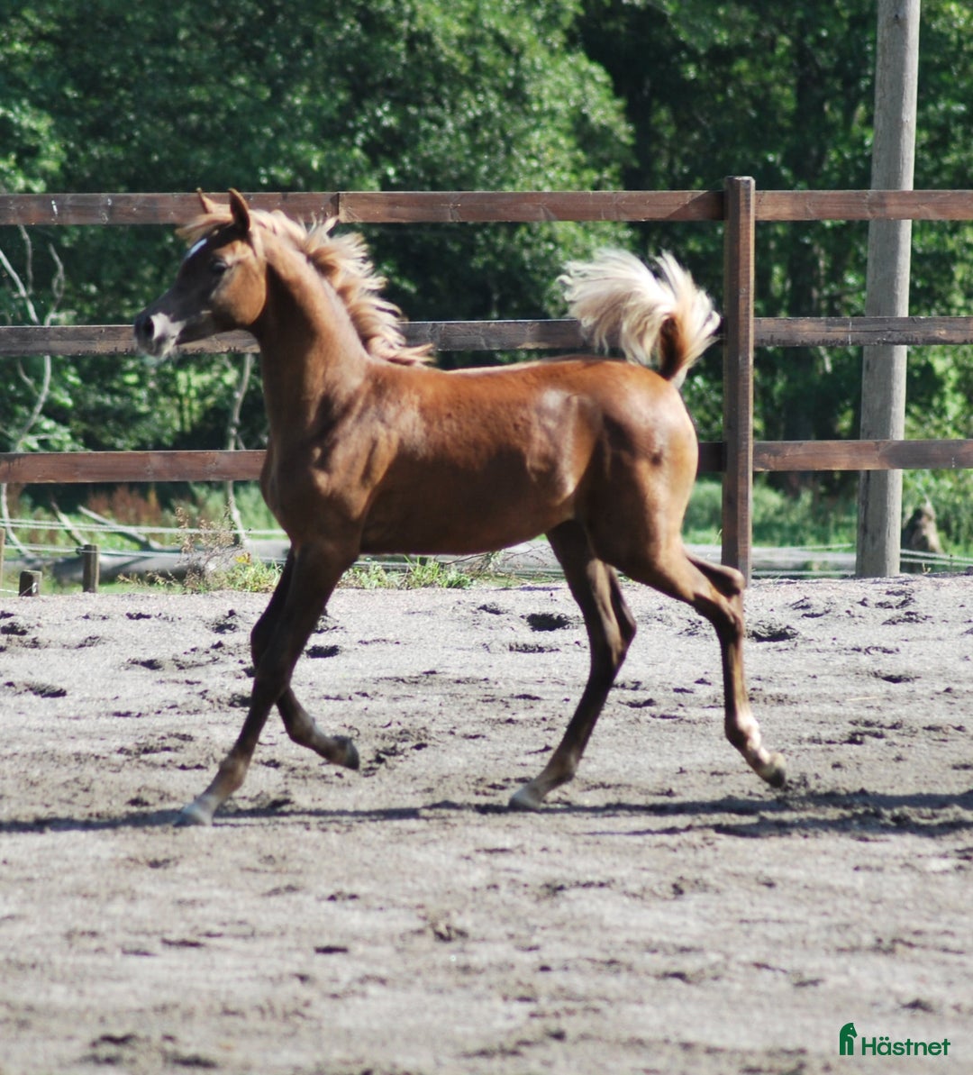 Allround hästar till salu: En liten stjärna! i Södertälje - Annons 1