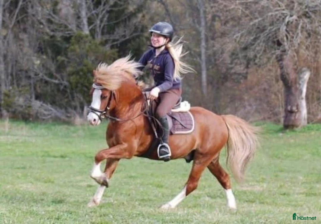  avel finnes: Hingstar i avel  i Limmared - Bild 4