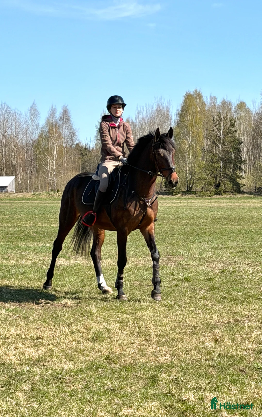 Allround hästar till salu: Gorgeous gelding with good mind! - Annons 2