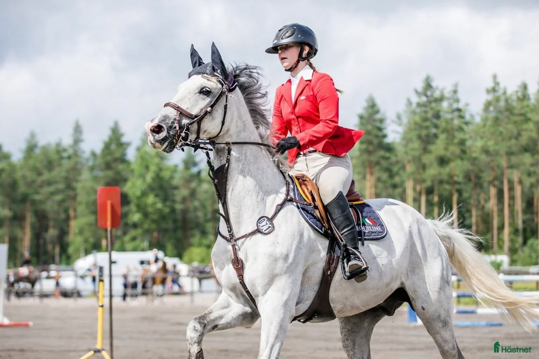 Hoppning hästar till salu: Lyxig hobbyhäst - Annons 1