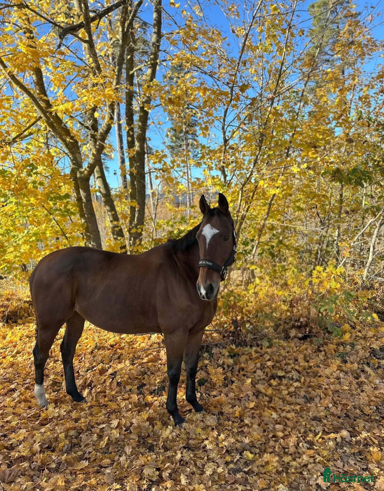  hästar Drömhästen - Annons 7