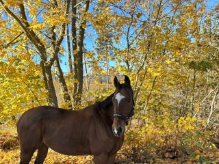 hästar Drömhästen - Annons 5