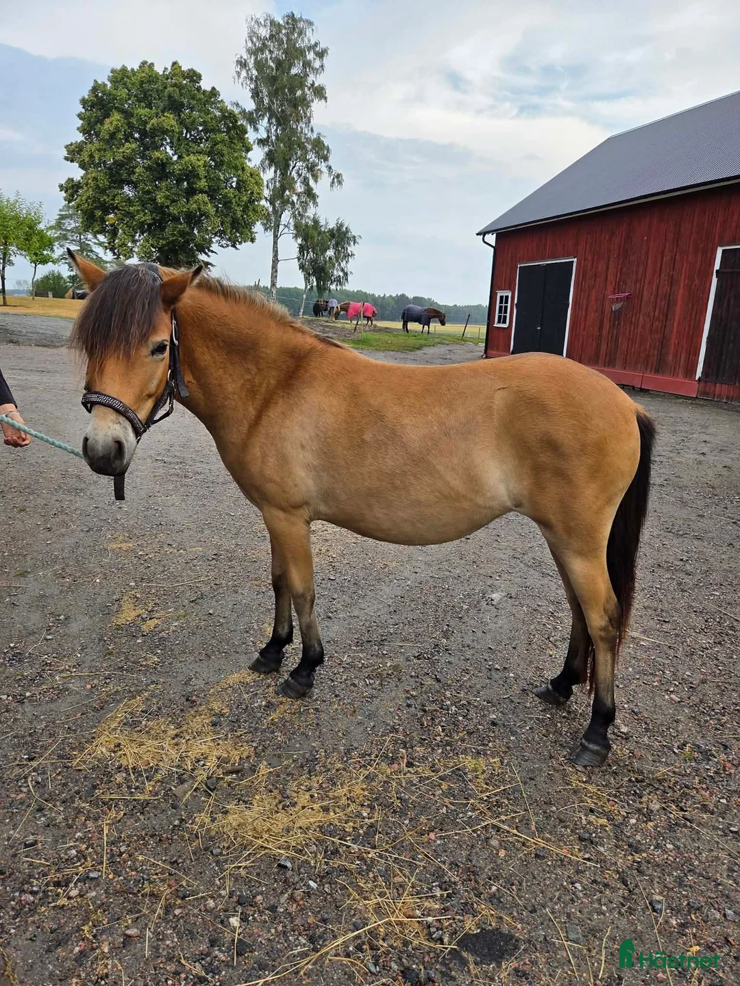 Allround hästar till salu: Trevligt russ - Annons 2