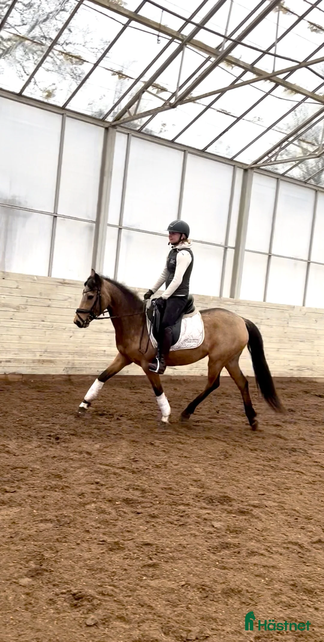 Allround hästar till salu: Sagolika allround ponnyn Saga! - Annons 2