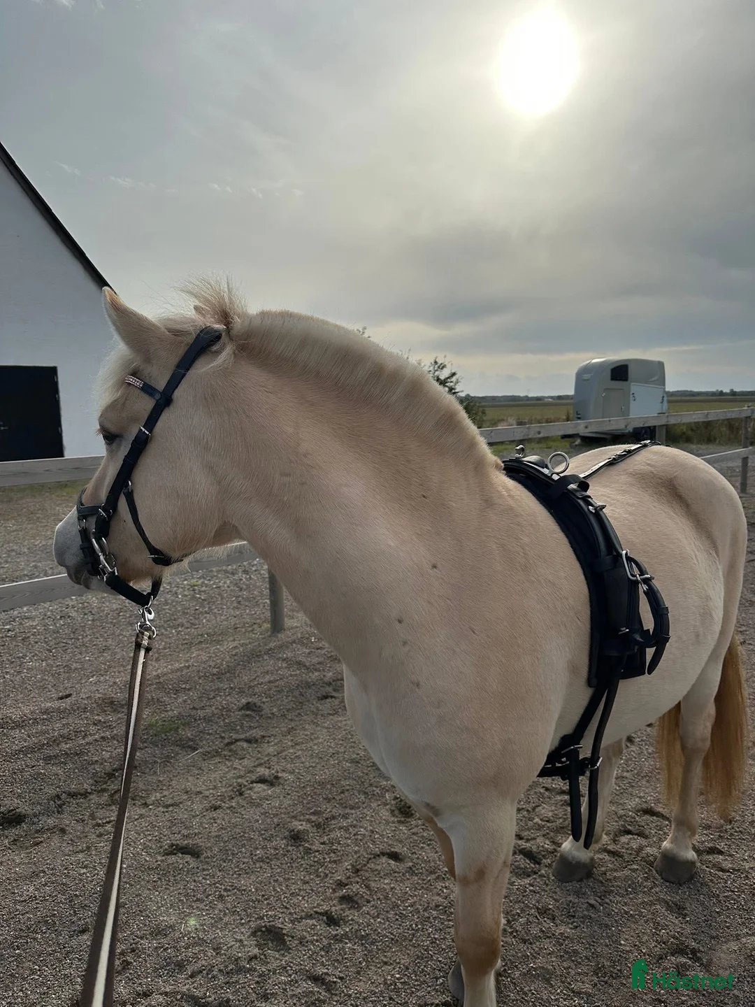 Allround hästar till salu: Trevligt fjordsto 🌸 i Löddeköpinge - Annons 2