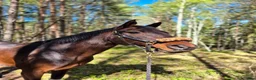Hoppning hästar till salu: Otroligt snäll SWB valack med största hjärtat - Annons 4