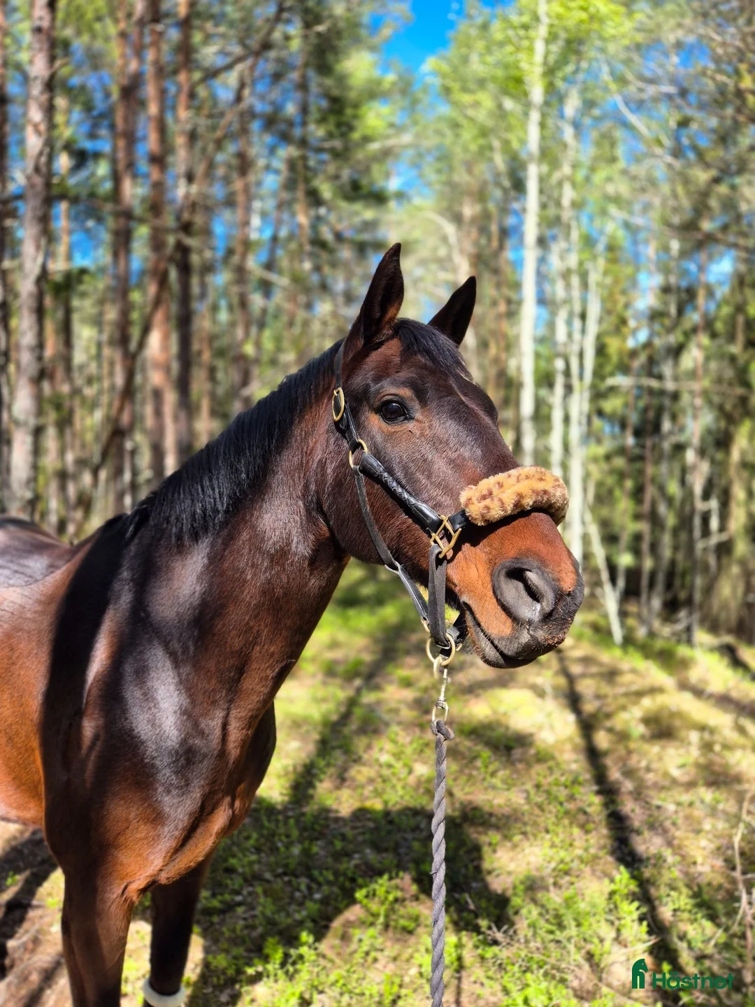 Hoppning hästar till salu: Otroligt snäll SWB valack med största hjärtat - Annons 4