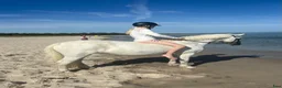 Hoppning hästar till salu: Supertrevlig Cponny  - Annons 2