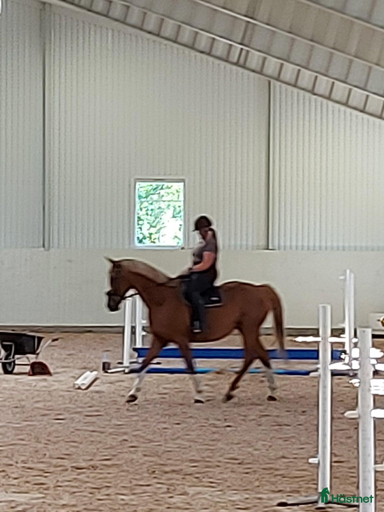  hästar Avel/ promenad häst. - Annons 13