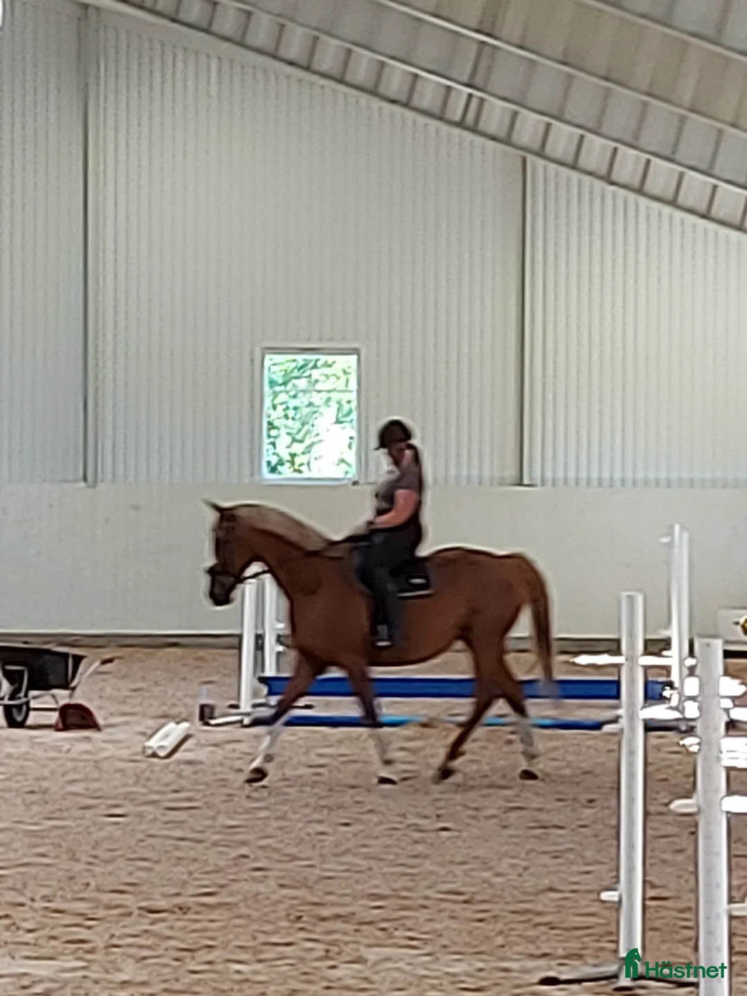 Övrigt hästar till salu: Avel/ promenad häst. i Mariestad - Annons 1