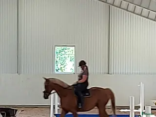 hästar Avel/ promenad häst. - Annons 13