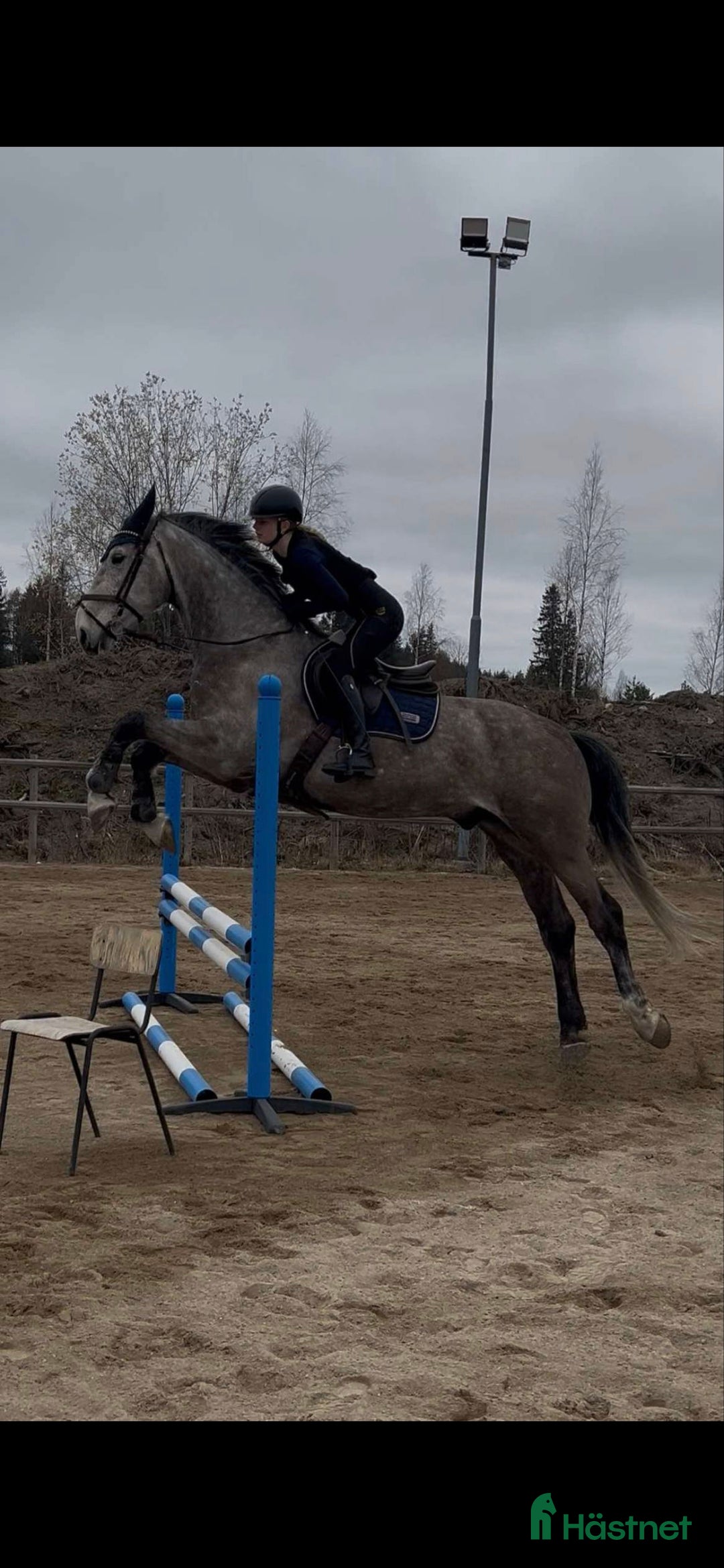 Hoppning hästar till salu: SWB nybliven 8 åring . E.Berlin - Hip Hop  - Annons 5