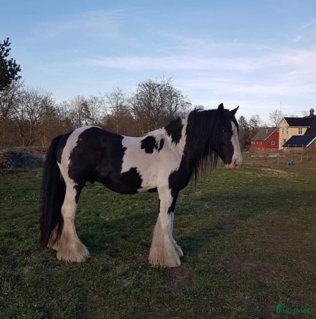Allround hästar till salu: Tinkervalack i perfekt storlek i Unnaryd - Annons 3