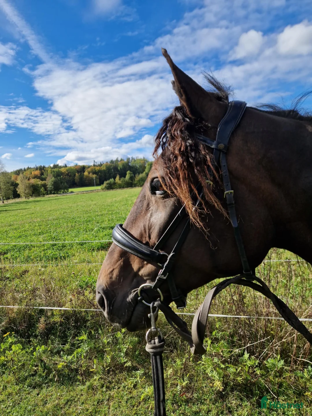 Allround hästar till salu: Otroligt snäll och vacker tjej! i Gränna - Annons 3