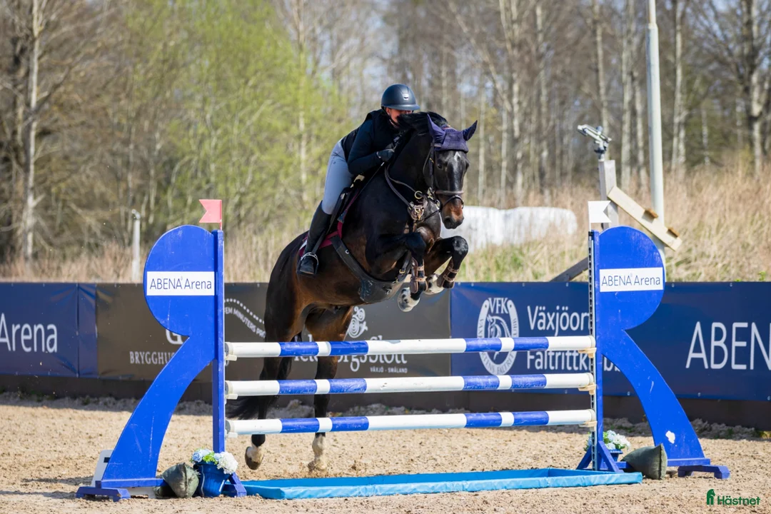 Allround hästar till salu: Trevlig valack  - Annons 1