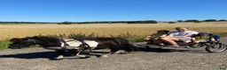 Sällskap hästar till salu: Lilleman söker nytt hem  - Annons 2